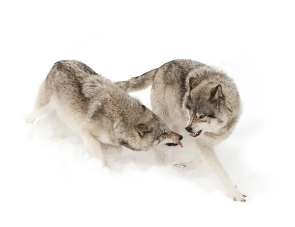 Hout Wolven Grijze Wolven Canis Lupus Geïsoleerd Een Witte Achtergrond — Stockfoto