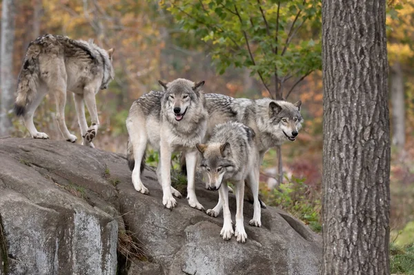 Lobos Madereros Lobos Grises Canis Lupus Manada Lobos Pie Juntos —  Fotos de Stock