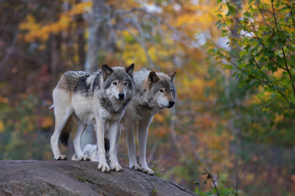 Timber wolves or Grey wolves (Canis lupus) standing on a rocky cliff in autumn in Canada