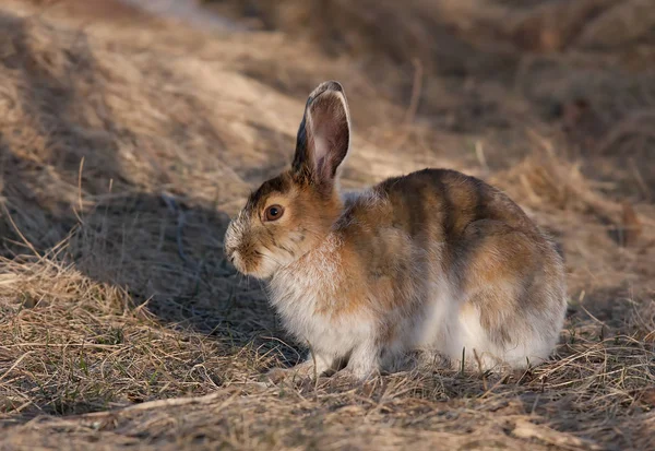 Snowshoe Hare Lepus Americanus Brown Coat Standing Meadow Spring Canada — Stock Photo, Image