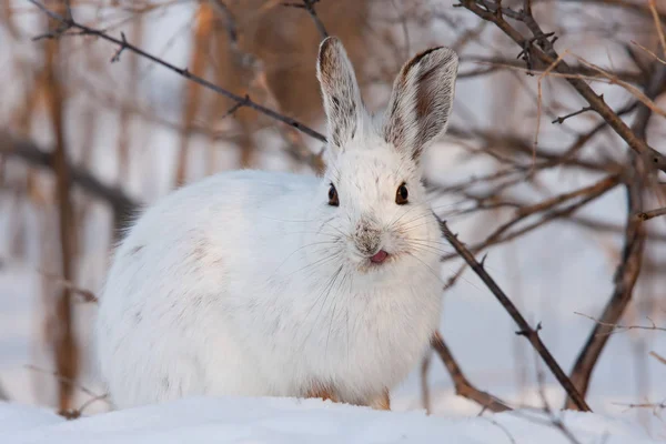 Snowshoe Liebre Lepus Americanus Sentado Nieve Invierno Canadá —  Fotos de Stock