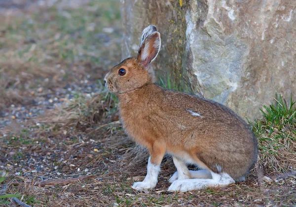 Lièvre Amérique Lepus Americanus Avec Manteau Brun Debout Dans Prairie — Photo