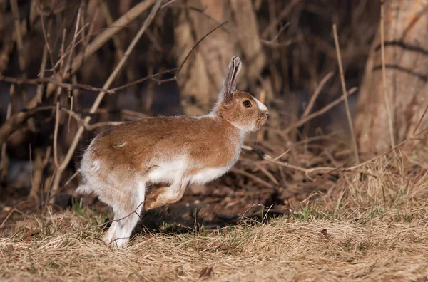 Lièvre Amérique Lepus Americanus Avec Manteau Brun Qui Saute Dans — Photo