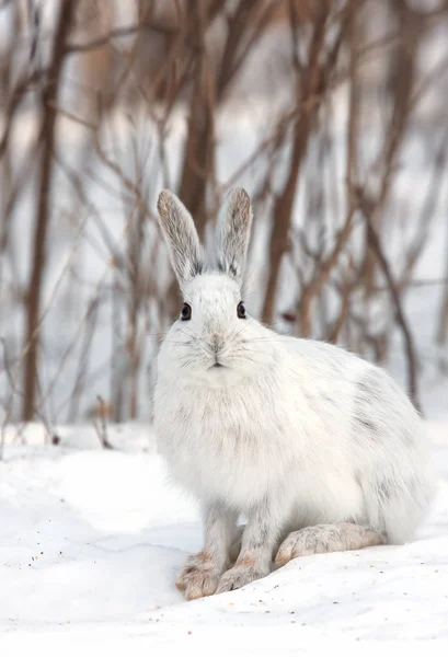 Zając Lepus Americanus Siedzi Śniegu Zimie Kanada — Zdjęcie stockowe