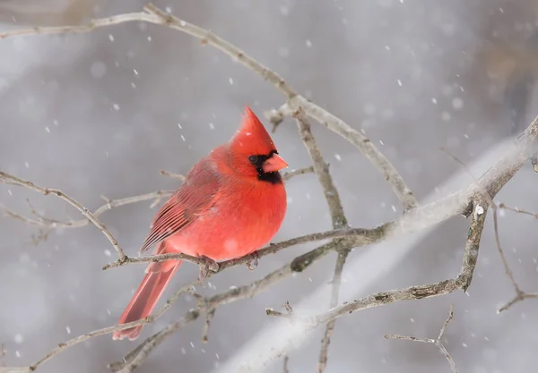 Nördlicher Kardinal Cardinalis Cardinalis Hockt Winter Auf Einem Zweig — Stockfoto