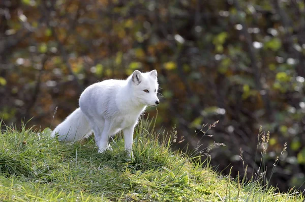 ホッキョクギツネの自然毛皮 ホンドギツネ道央 秋の芝生のフィールドを歩く — ストック写真