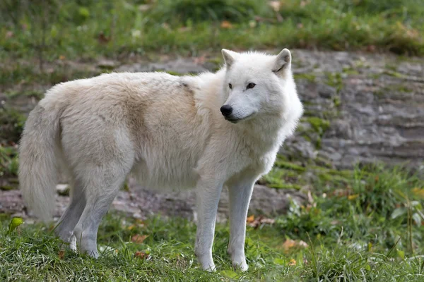 Kanada Arktik kurt (Canis lupus arctos) closeup Güz