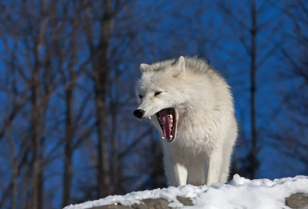 Αρκτική Λύκος Canis Lupus Arctos Κάθεται Στην Κορυφή Ενός Γκρεμού — Φωτογραφία Αρχείου