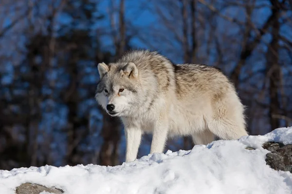 Sarki Farkas Canis Lupus Arctos Tetején Egy Sziklás Sziklán Téli — Stock Fotó