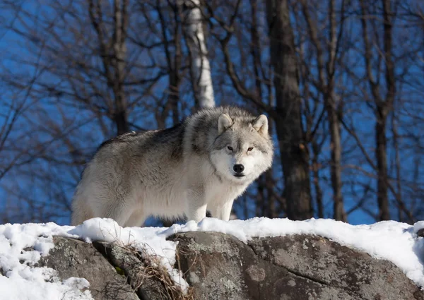 Polární Vlk Canis Lupus Arctos Sedí Vrcholu Skalnatého Útesu Zimě — Stock fotografie