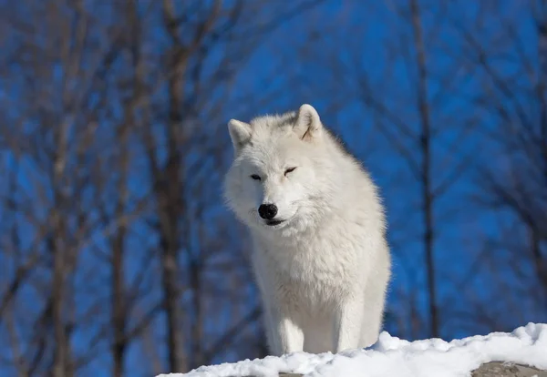 Lobo Ártico Canis Lupus Arctos Parado Sobre Acantilado Rocoso Nieve —  Fotos de Stock