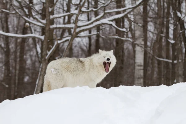 Lobo Ártico Canis Lupus Arctos Parado Nieve Invernal Canadá —  Fotos de Stock