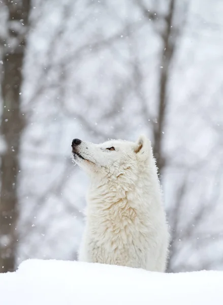 Lobo Ártico Canis Lupus Arctos Parado Nieve Invernal Canadá —  Fotos de Stock