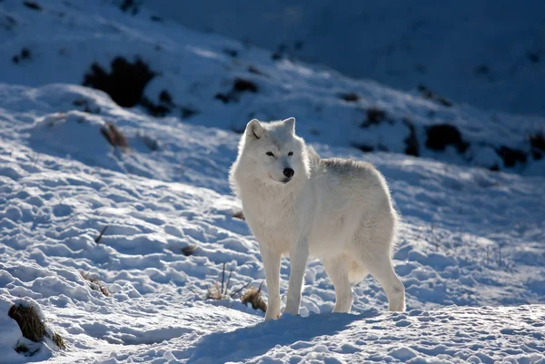 Arktischer Wolf Canis Lupus Arctos Steht Winterschnee Kanada — Stockfoto