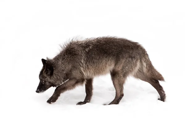 Lobo Negro Canis Lupus Caminando Nieve Invernal Canadá — Foto de Stock