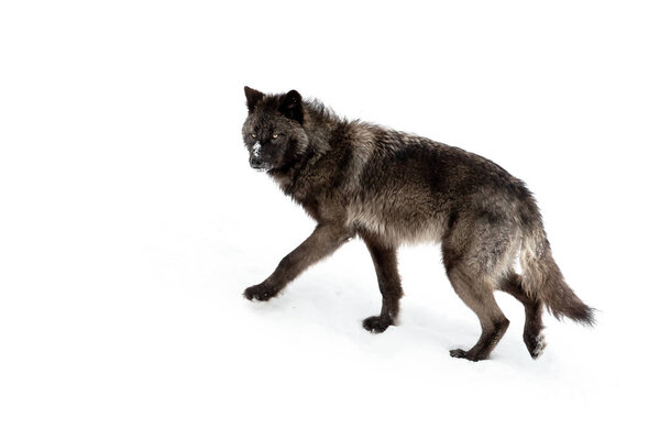 Black wolf (Canis lupus) walking in the winter snow in Canada