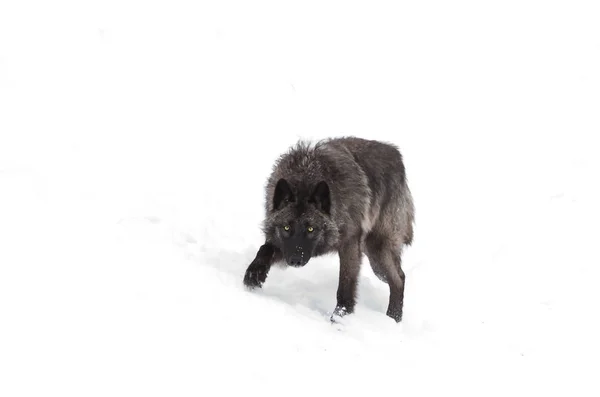 Czarny Wilk Canis Lupus Spacer Śniegu Zima Kanadzie — Zdjęcie stockowe