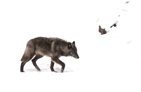 Schwarzer Wolf Canis Lupus Beim Wandern Winterschnee Kanada — Stockfoto
