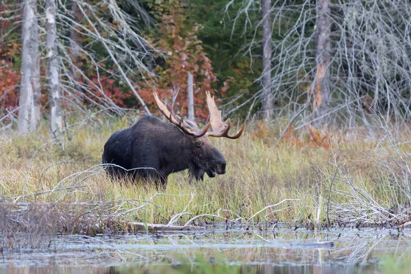 Algonquin 캐나다에서 습지에 Alces Alces — 스톡 사진