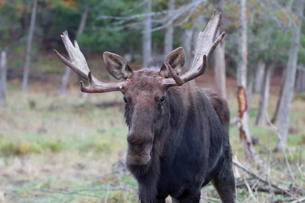 Bull Moose Alces Alces Primer Plano Pantano Algonquin Park Canadá —  Fotos de Stock