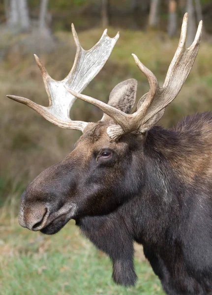 Bullenelche Alces Alces Nahaufnahme Sumpf Algonquin Park Kanada — Stockfoto