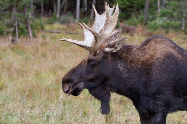 Bull Moose (Alces alces) closeup in marsh in Algonquin Park, Canada