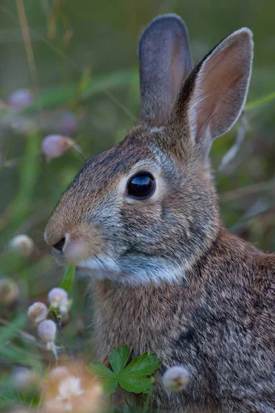 Rabbit Feeding Spring Meadow — Stock Photo, Image