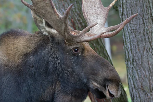 Bullenelche Alces Alces Nahaufnahme Sumpf Algonquin Park Kanada — Stockfoto