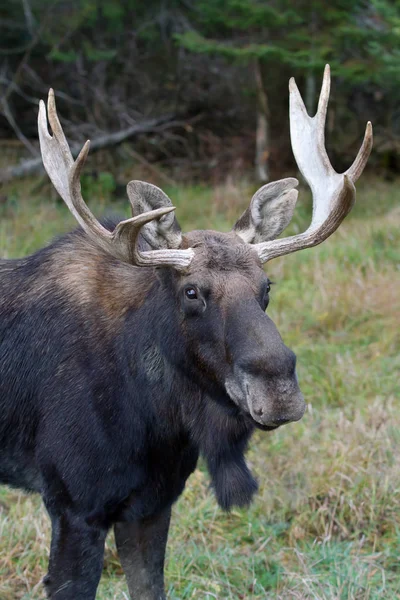 Bull Moose Alces Alces Close Pântano Algonquin Park Canadá — Fotografia de Stock