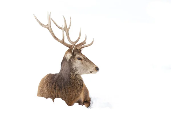 Red Deer Large Antlers Sitting Winter Snow — Photo