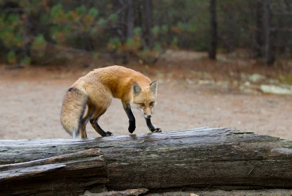 Vulpea Roșie Vulpes Vulpes Picioare Jurnal Algonquin Park Canada — Fotografie, imagine de stoc