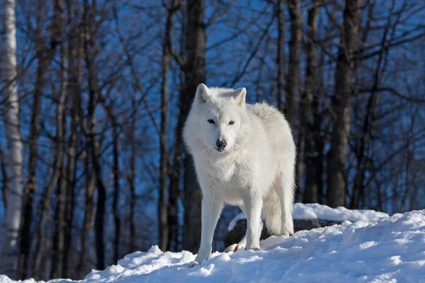 Lobo Ártico Canis Lupus Arctos Sentado Sobre Acantilado Rocoso Invierno Imágenes de stock libres de derechos