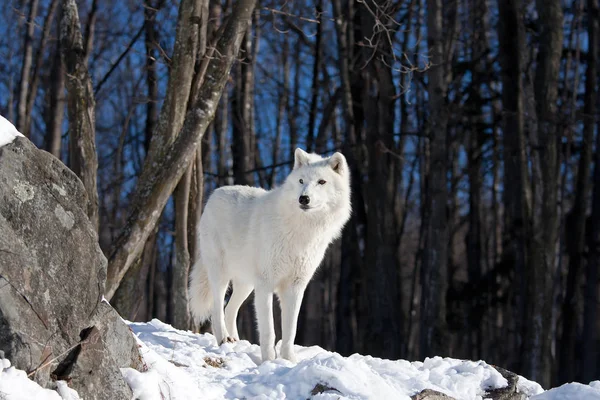 Arctische Wolf Canis Lupus Arctos Zitten Bovenop Een Rotsachtige Klif Stockfoto