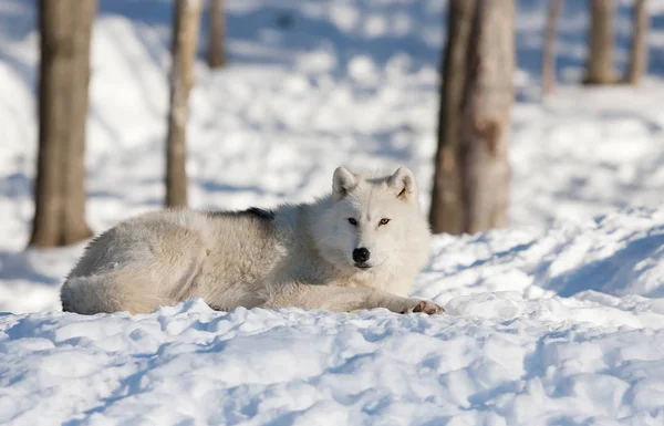 北极狼 Arctos 在加拿大的冬雪中休息 图库图片