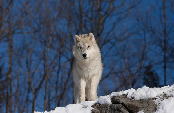 Arctische Wolf Canis Lupus Arctos Staande Een Klif Wintersneeuw Canada Rechtenvrije Stockfoto's