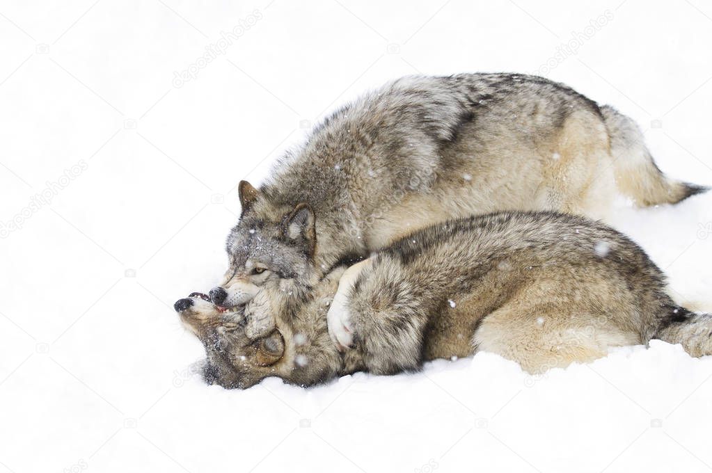 A lone Timber wolves or Grey wolves (Canis lupus) isolated on white background walking in the winter snow in Canada