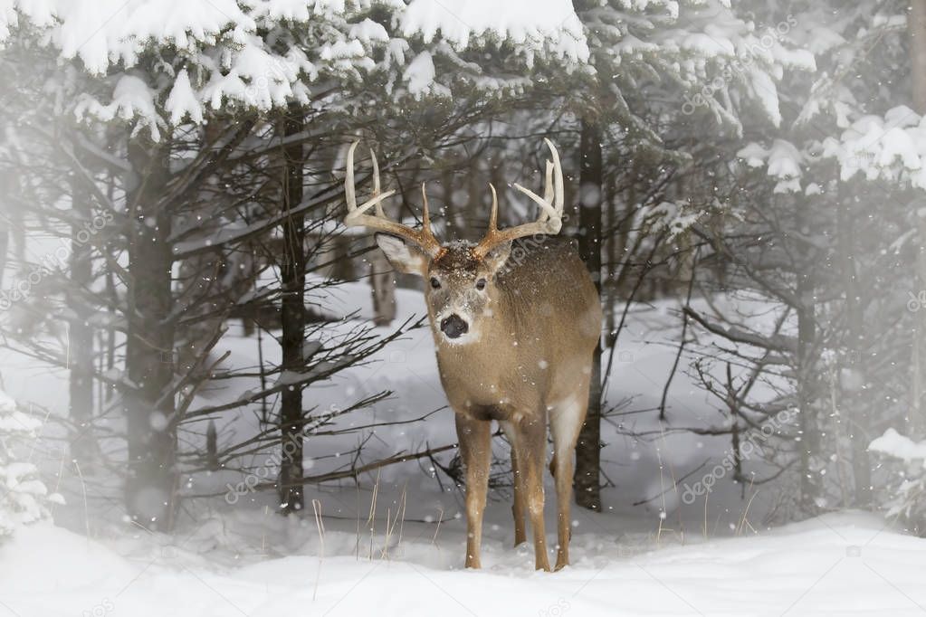 White-tailed deer buck coming out of the forest in the winter snow in Canada