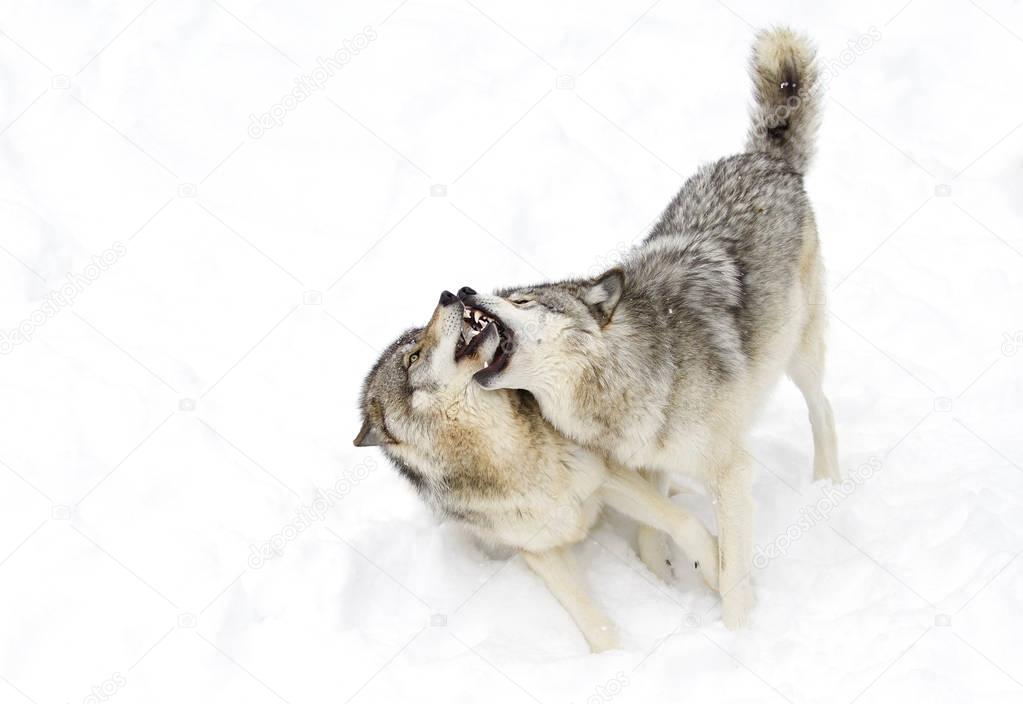 Timber wolves or grey wolves (Canis lupus), isolated on white background, timber wolf pack standing in the falling snow in Canada