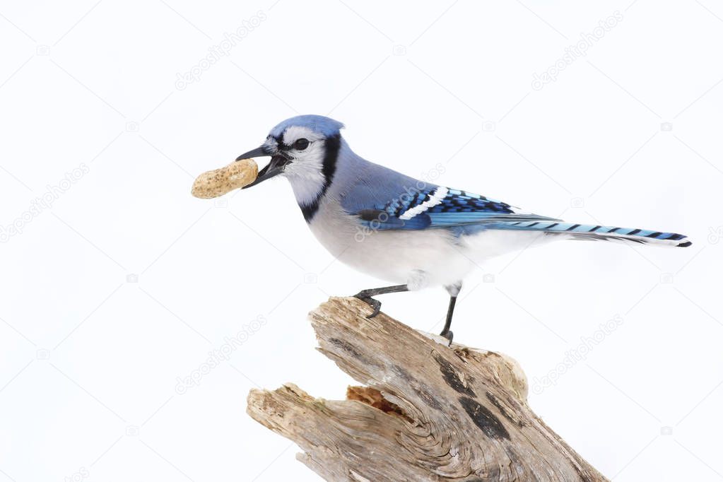 Blue Jay - Cyanocitta cristata with peanut in its beak perched on a branch in winter