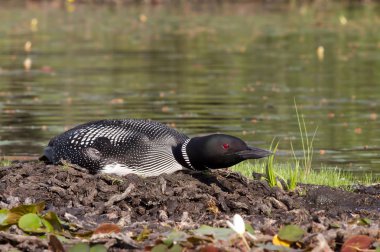 Ortak Loon (Gavia Immer) yuva üzerinde oturan iki yumurta kuluçka