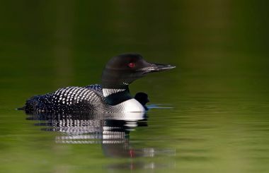 Onun tarafında Kanada yaz aylarında göl sessiz bir piliç ile ortak Loon (Gavia Immer)
