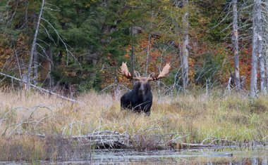 Geyik (Alces alces) bir su birikintisi sonbaharda Algonquin Park, Kanada'da otlayan boğa