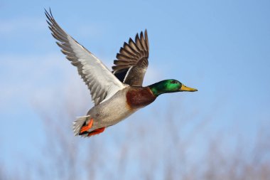 Yaban ördeği - (Anas platyrhynchos) drake uçuş Ottawa Nehri