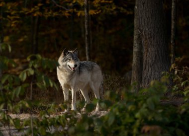 Kereste kurt veya gri kurt (Canis lupus) üzerinde kayalık uçurum sonbaharda Kanada'da ayakta.
