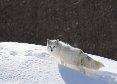 Kuzey Kutbu tilkisi (Vulpes lagopus) kışın Kanada 'da karın üzerinde durur