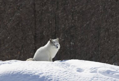 Kuzey Kutbu tilkisi (Vulpes lagopus) kışın Kanada 'da karın üzerinde durur