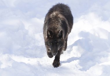 Siyah kurt (Canis lupus) Kanada kış karda yürüme