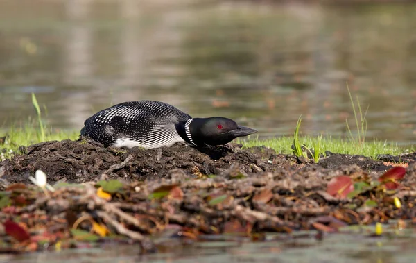 Loon Comune Gavia Immer Sul Nido Con Due Uova — Foto Stock