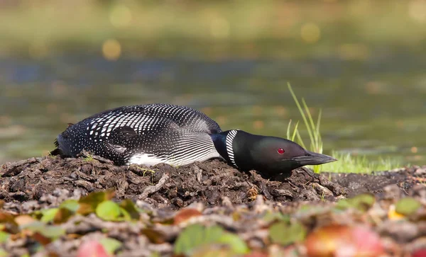 Common Loon Gavia Immer Nest Two Eggs — Stock Photo, Image