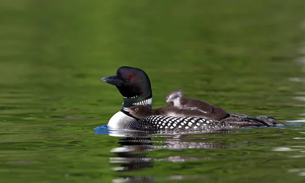 Common Loon Gavia Immer Swimming Chick Her Back Summertime — Stock Photo, Image
